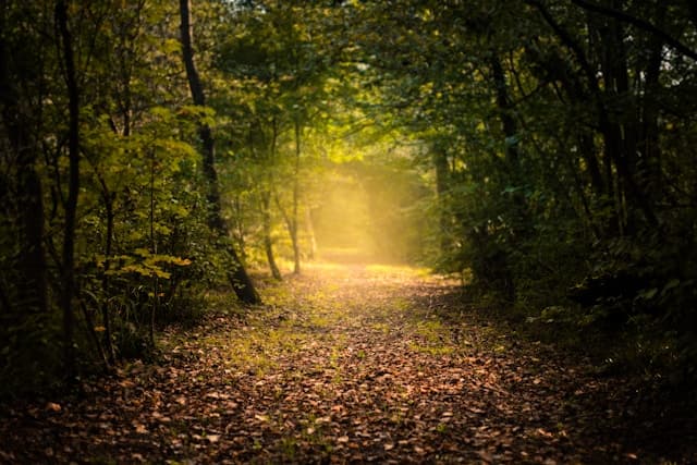 A quiet path through trees representing trauma recovery and PTSD support