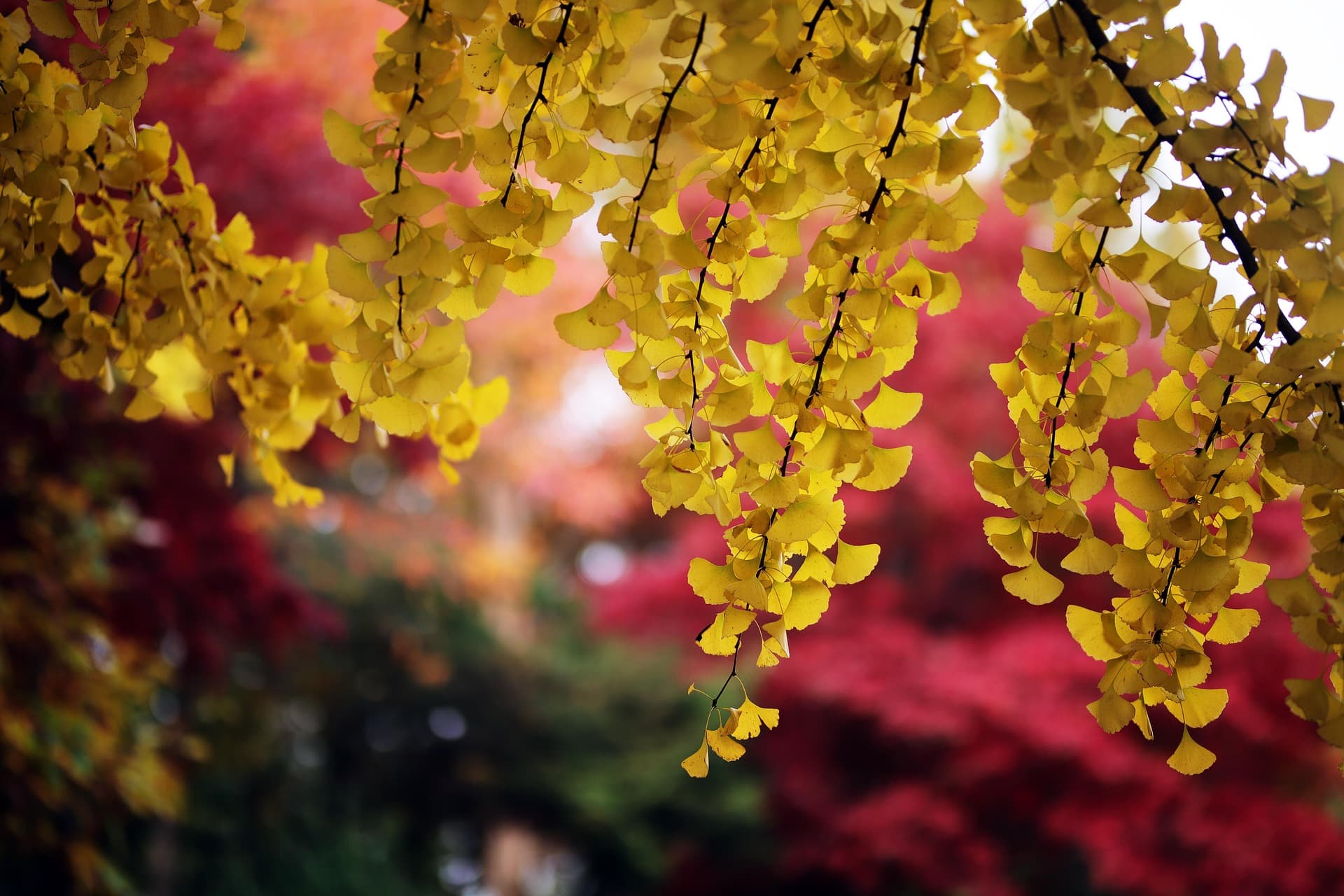 Sunlight beaming through ginkgo leaves